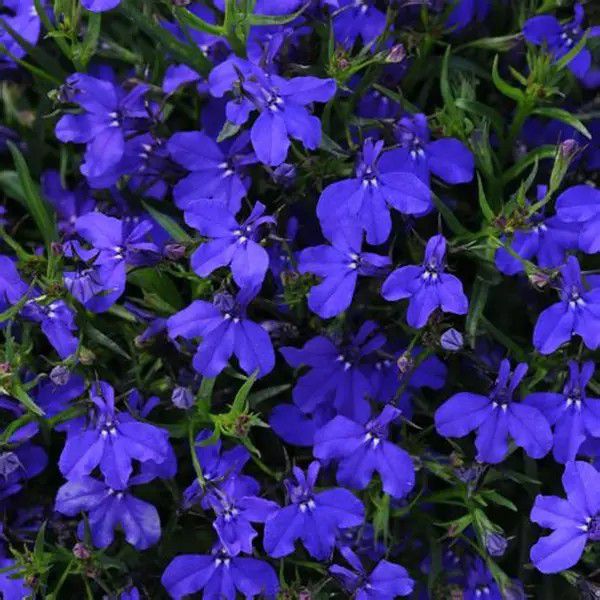 Lobelia w doniczce 11 cm