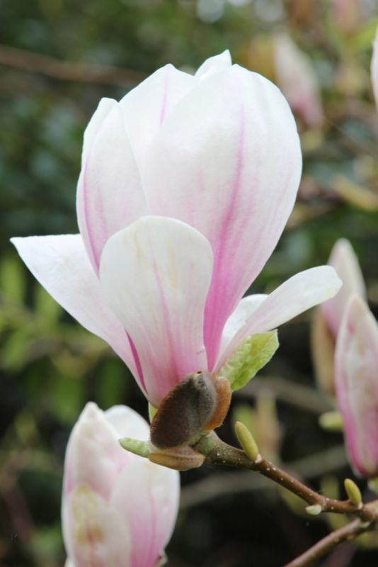 Magnolia pośrednia Verve 3 l