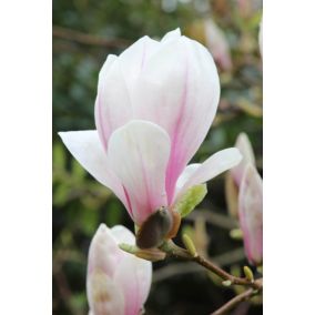 Magnolia pośrednia Verve 3 l