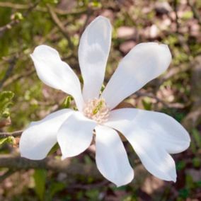 Magnolia różne odmiany 120-140 cm 7,5L