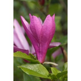 Magnolia Susan Verve 10 l