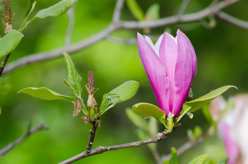 Magnolia Verve 40-70 cm