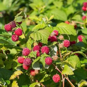 Maliny (Rubus) w odmianach 3L