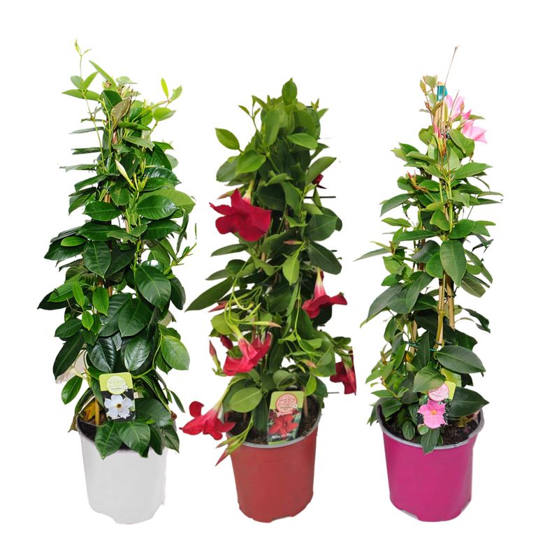 Mandewilla mix 17 cm