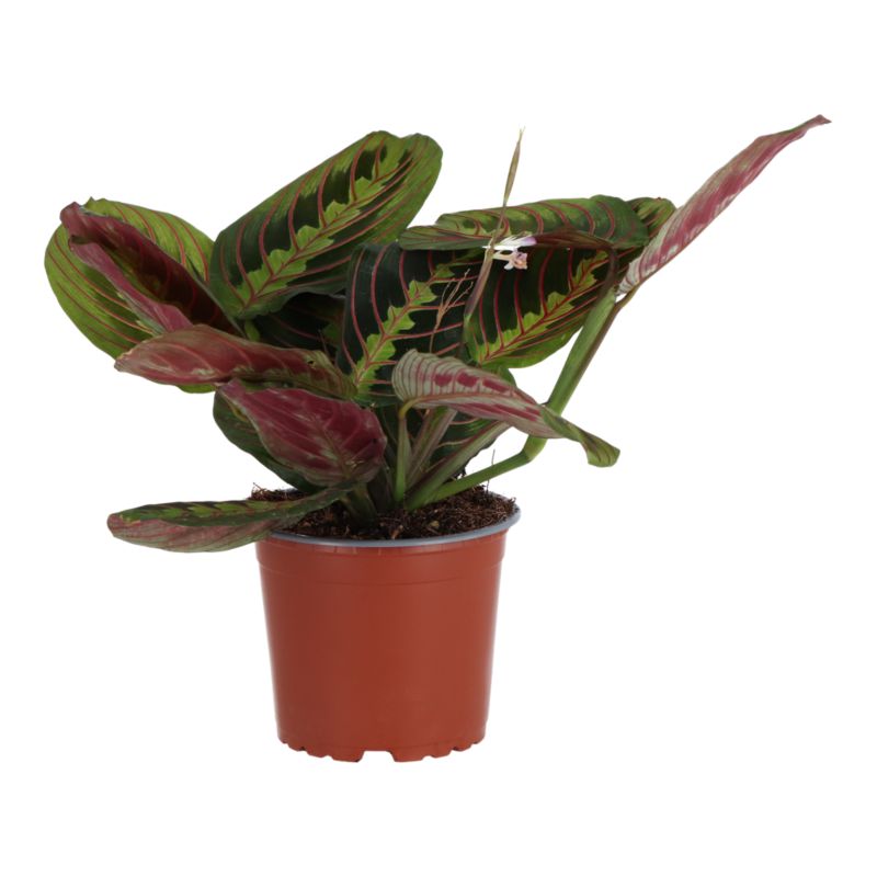 Maranta 12 cm mix
