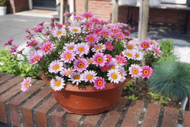 Margaretka mix 13 cm