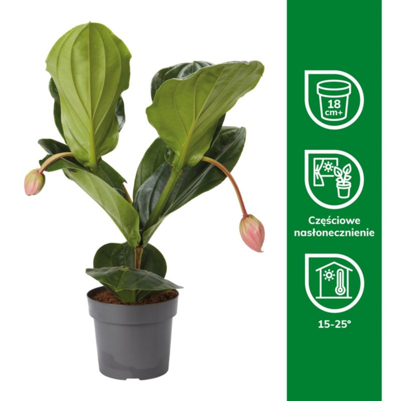 Medinilla Wspaniała Flamenco Verve 17 cm wys. 60 cm