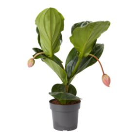 Medinilla Wspaniała Flamenco Verve 17 cm wys. 60 cm