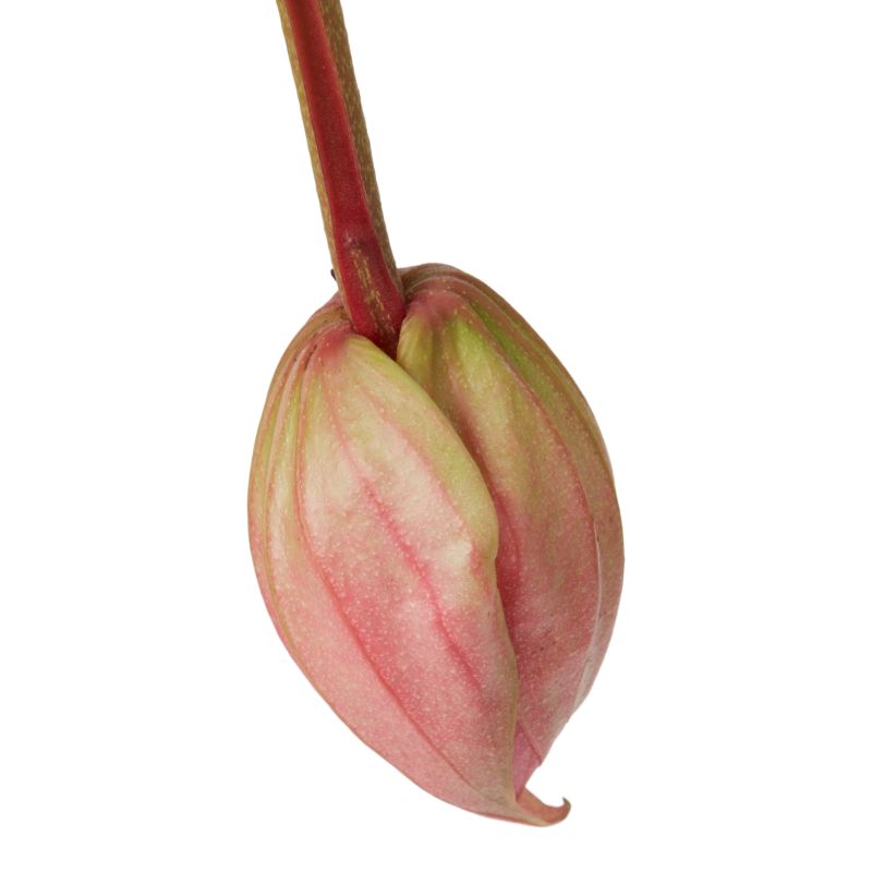 Medinilla Wspaniała Flamenco Verve 17 cm wys. 60 cm