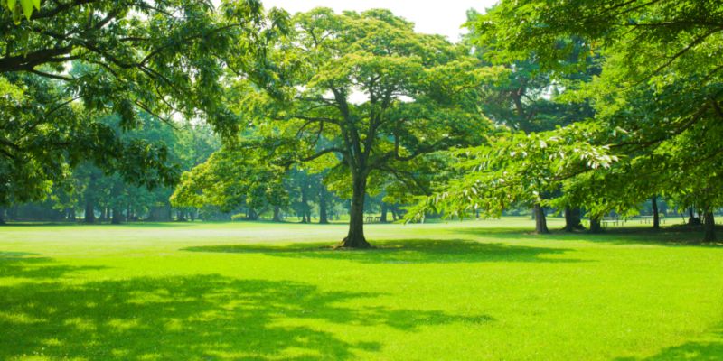 Mieszanka traw Barenbrug RPR Lawn samozagęszczająca otoczkowana 5 kg