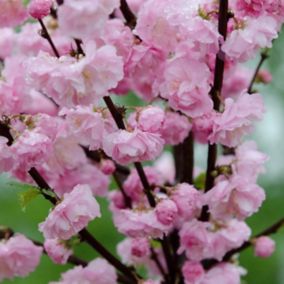 Migdałek pienny (Prunus triloba) 80 / 120 cm C7,5