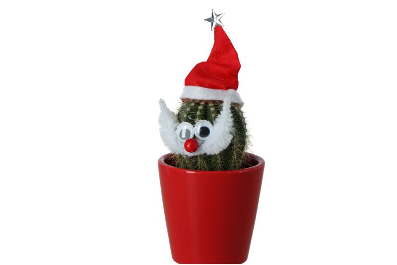 Mikołaj kaktus 5,5 cm