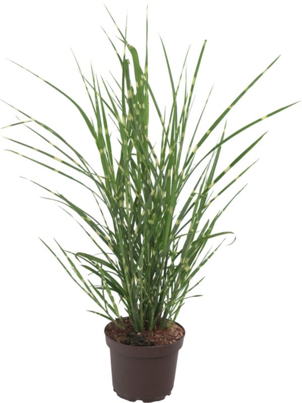 Miskant chiński Zebrinus 13 cm