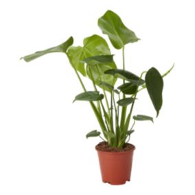 Monstera Deliciosa Verve 14 cm wys. 50 cm
