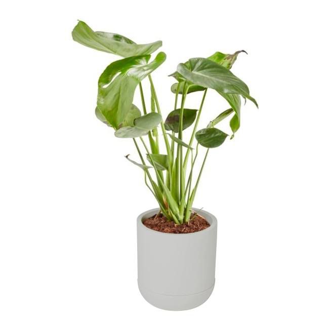 Monstera doniczka 17 cm