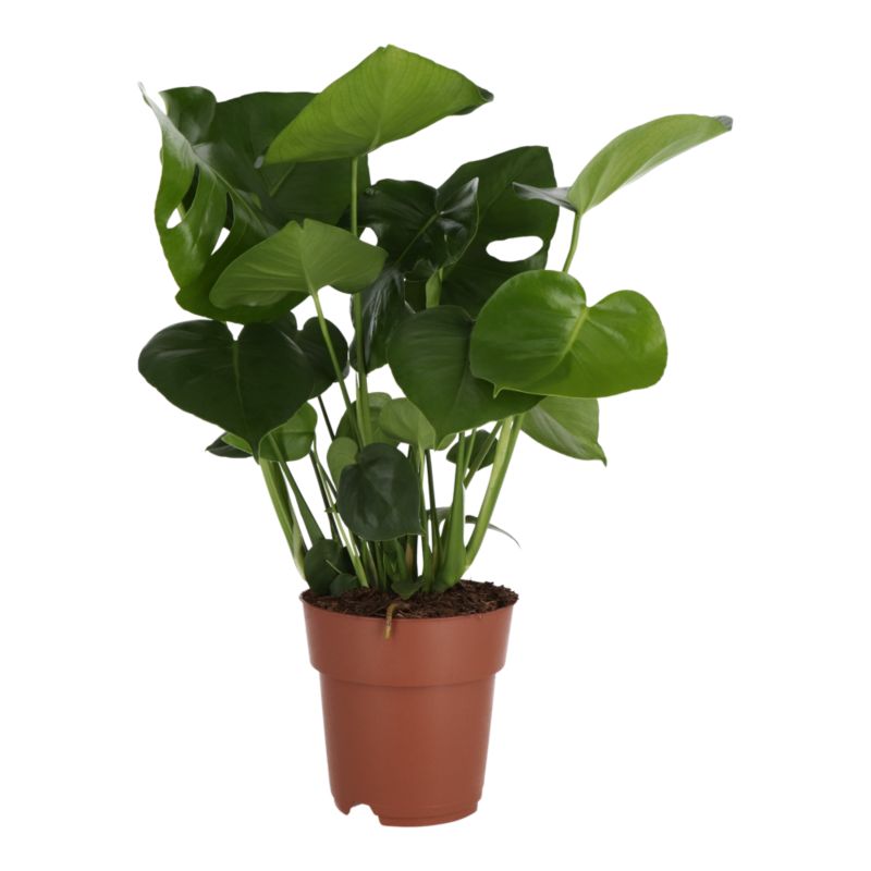 Monstera GoodHome 19 cm średnia wys. 80 cm