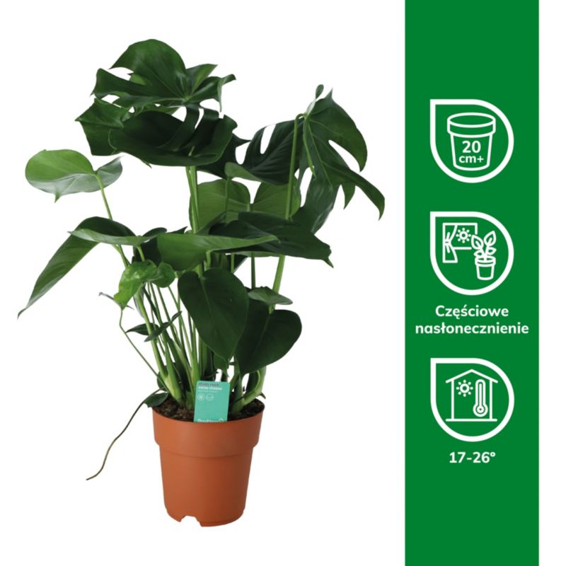 Monstera GoodHome 19 cm średnia