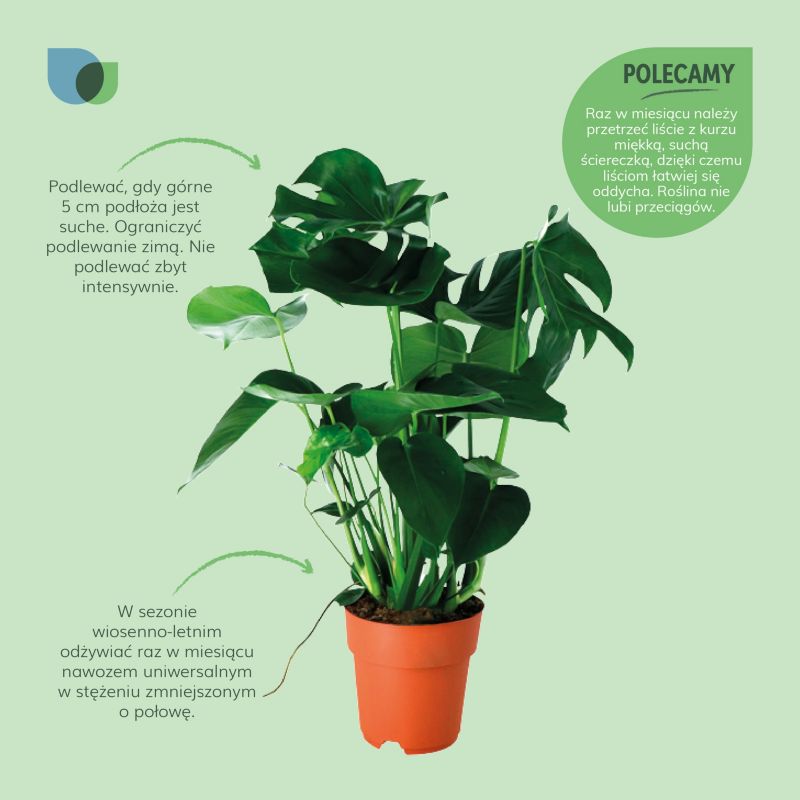 Monstera GoodHome 19 cm średnia