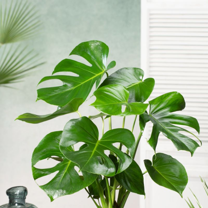 Monstera GoodHome 24 cm