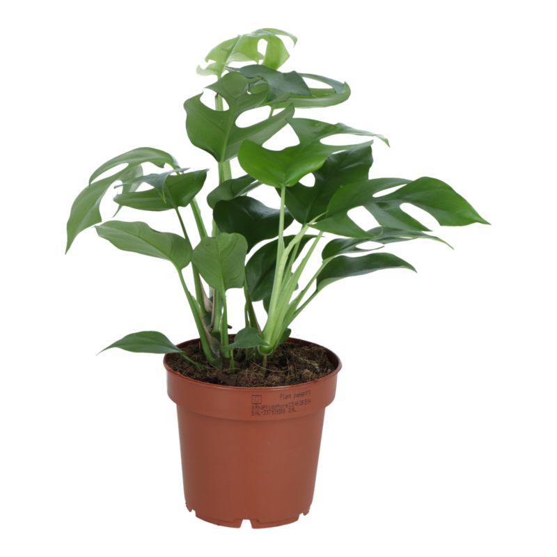 Monstera Minima 12 cm