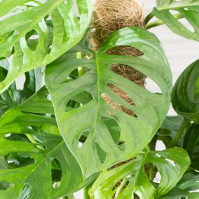 Monstera Monkey Leaf Verve 14 cm wys. 35 cm