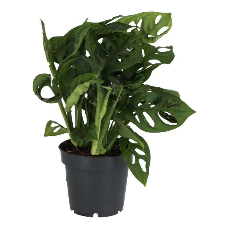 Monstera Monkey Leaf Verve 14 cm wys. 35 cm