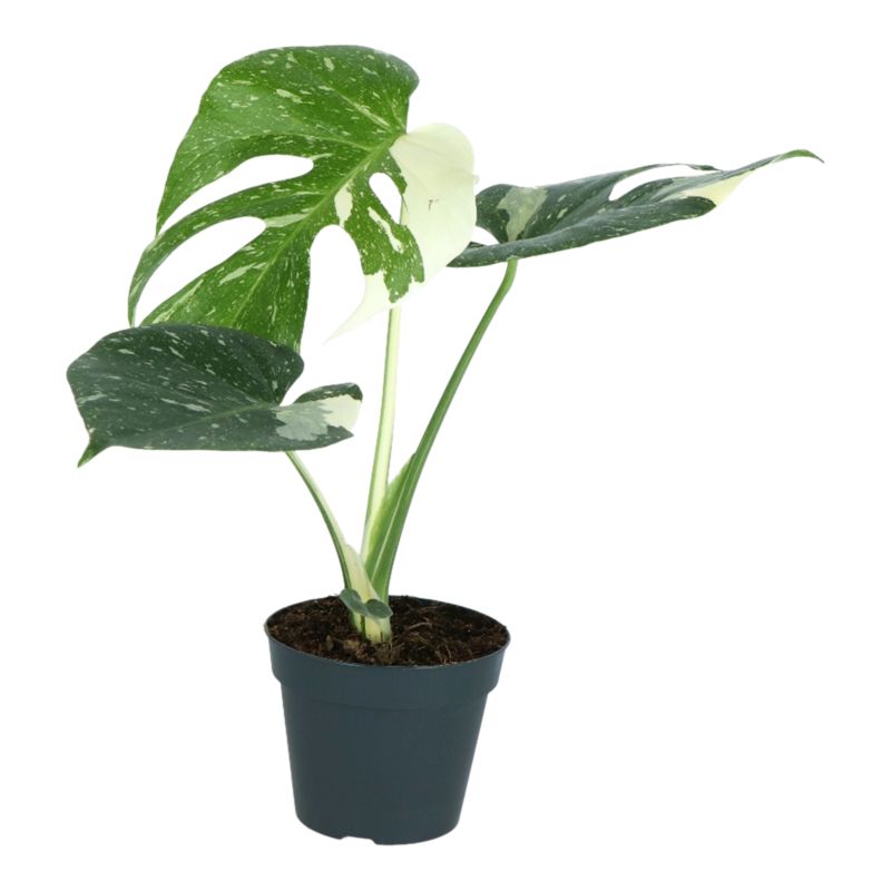 Monstera Thai Constellation 12 cm