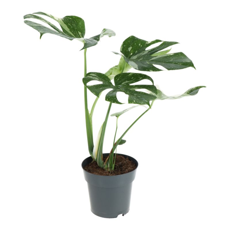Monstera Thai Constellation 14 cm