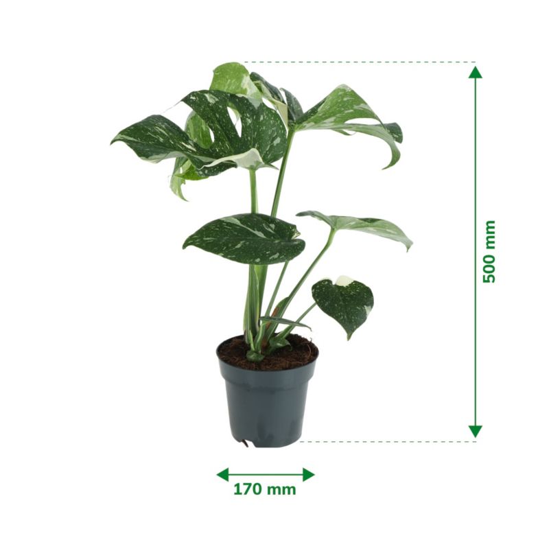 Monstera Thai Constellation 17 cm