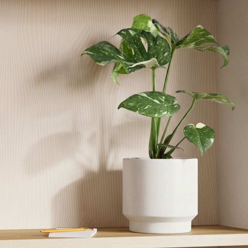 Monstera Thai Constellation 17 cm