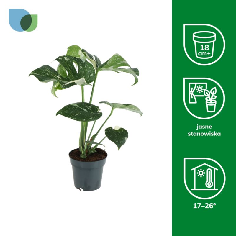 Monstera Thai Constellation 17 cm