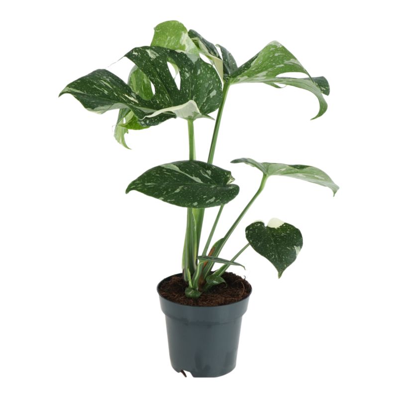 Monstera Thai Constellation 17 cm
