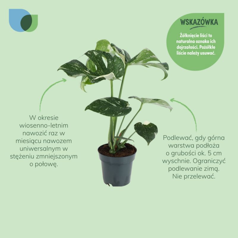 Monstera Thai Constellation 17 cm