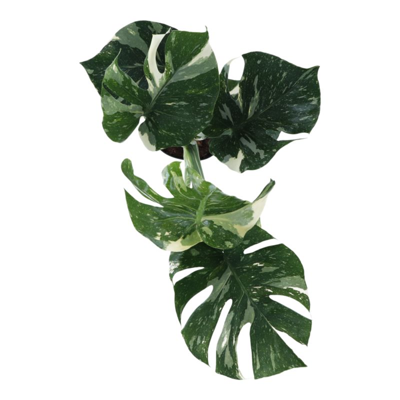 Monstera Thai Constellation 17 cm