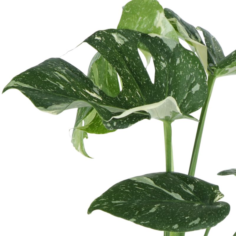 Monstera Thai Constellation 17 cm