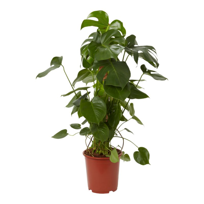 Monstera Verve 27 cm wys. 120 cm