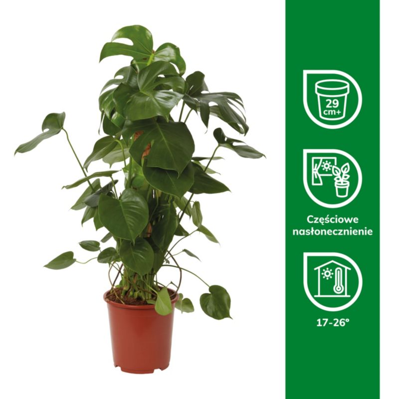 Monstera Verve 27 cm wys. 120 cm