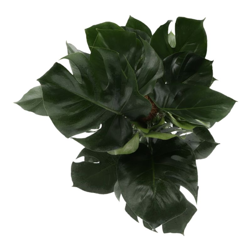 Monstera Verve 27 cm wys. 120 cm