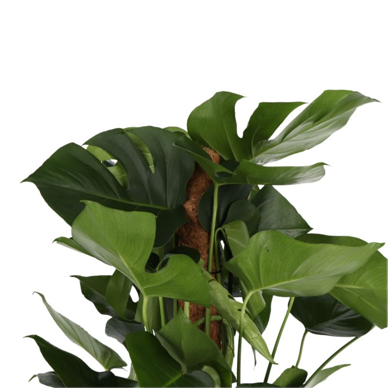 Monstera Verve 27 cm wys. 120 cm