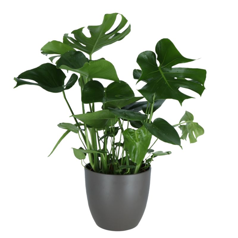 Monstera w ceramicznej doniczce 24 cm