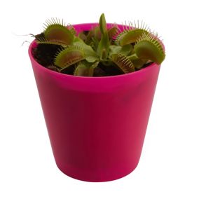 Muchołówka amerykańska Verve 9 cm wys. 7 cm