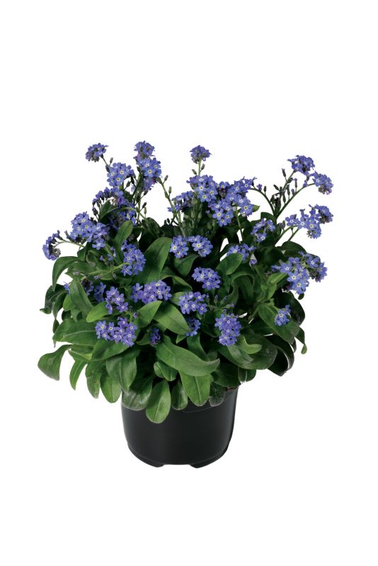 Myosotis