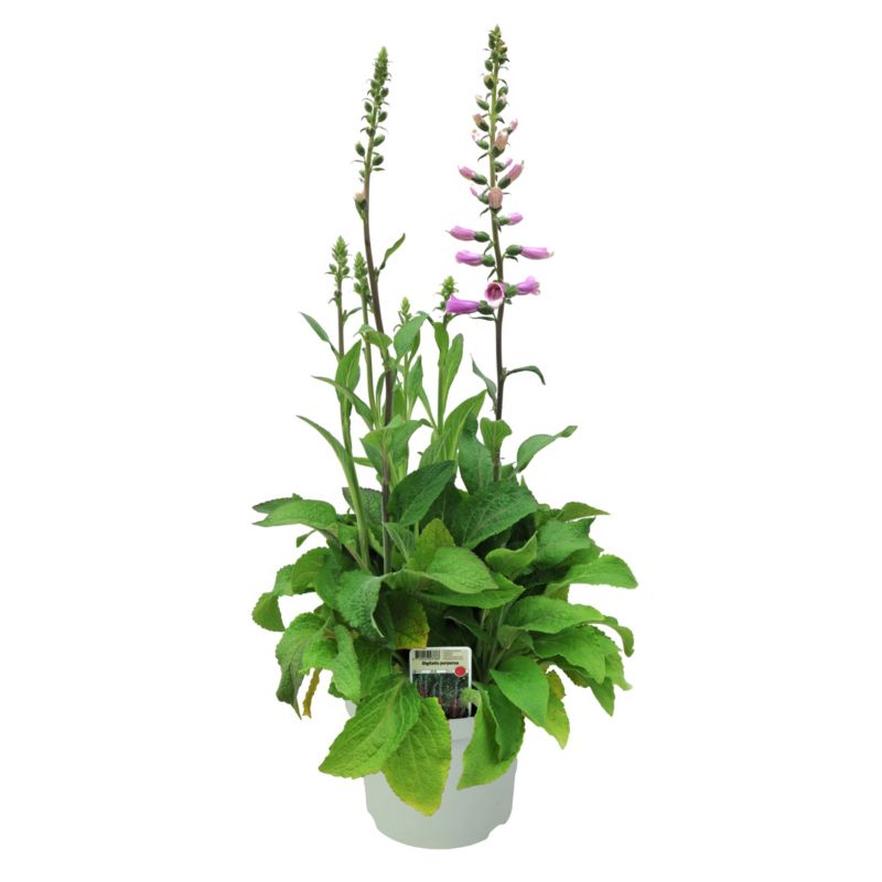 Naparstnica 17 cm