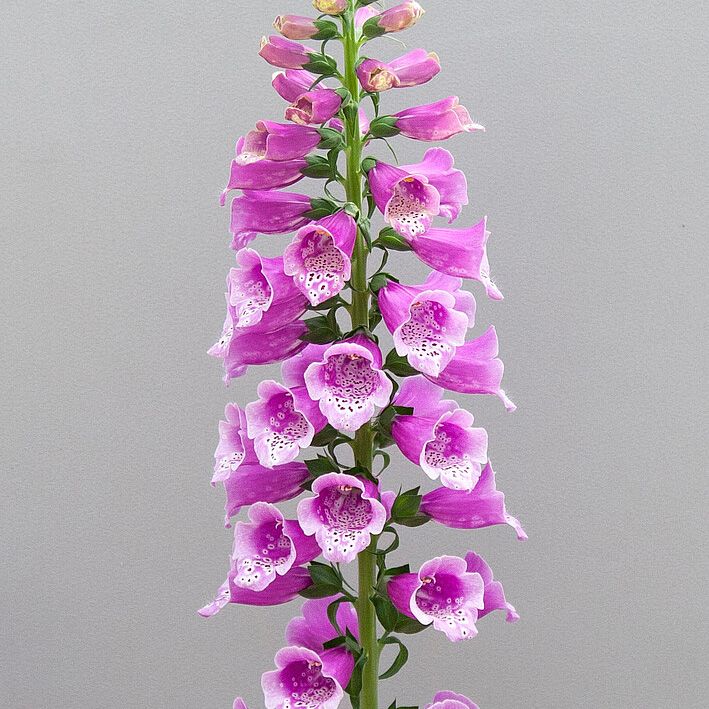 Naparstnica doniczka 5 l