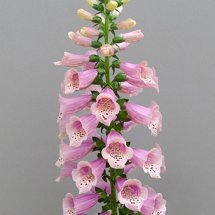 Naparstnica doniczka 5 l