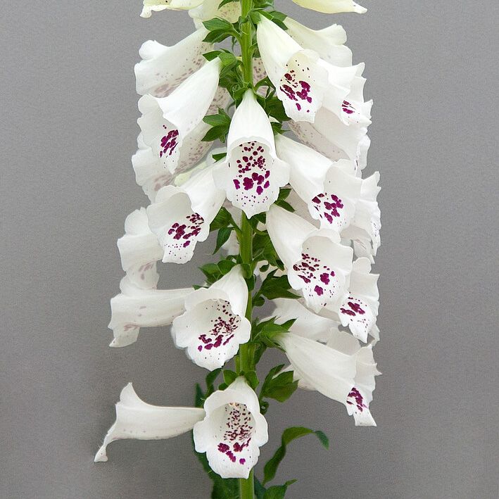 Naparstnica doniczka 5 l