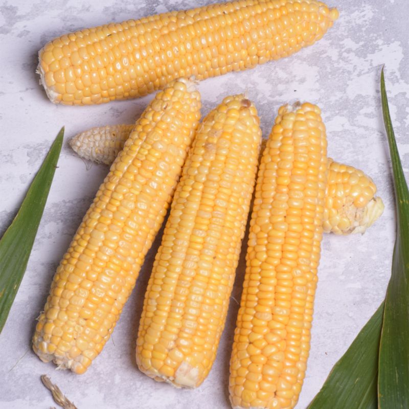 Nasiona Bio kukurydza Golden Bantam Verve