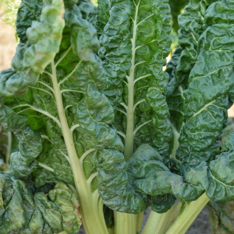 Nasiona burak liściowy Rhubarb Chard Verve