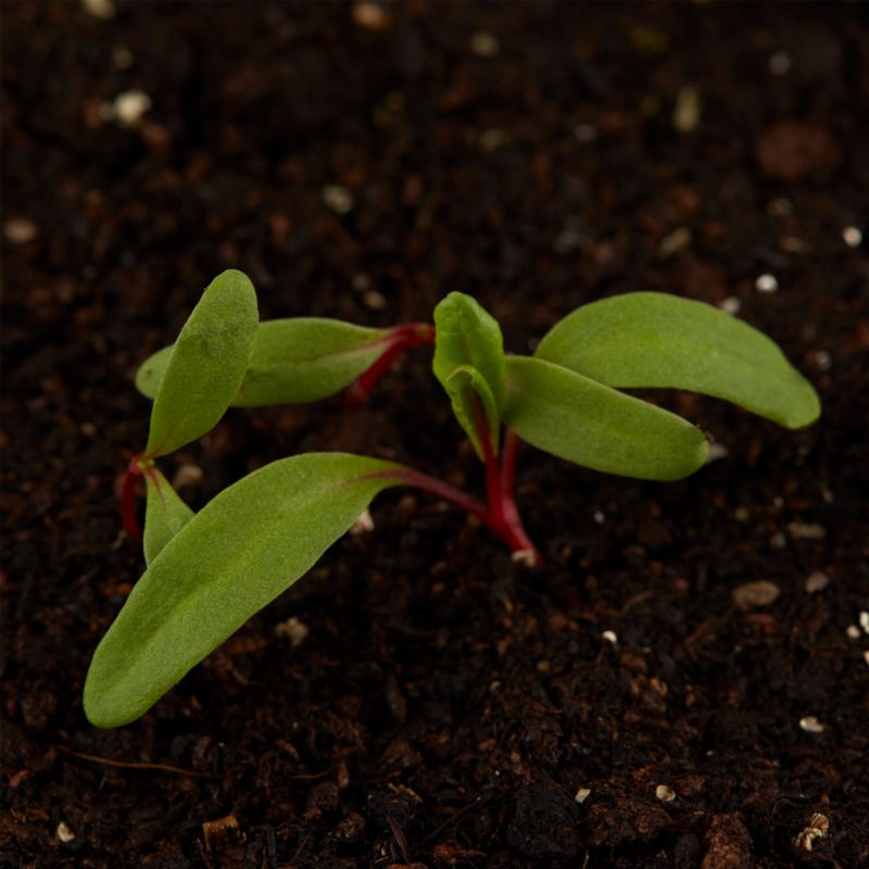 Nasiona burak liściowy Rhubarb Chard Verve
