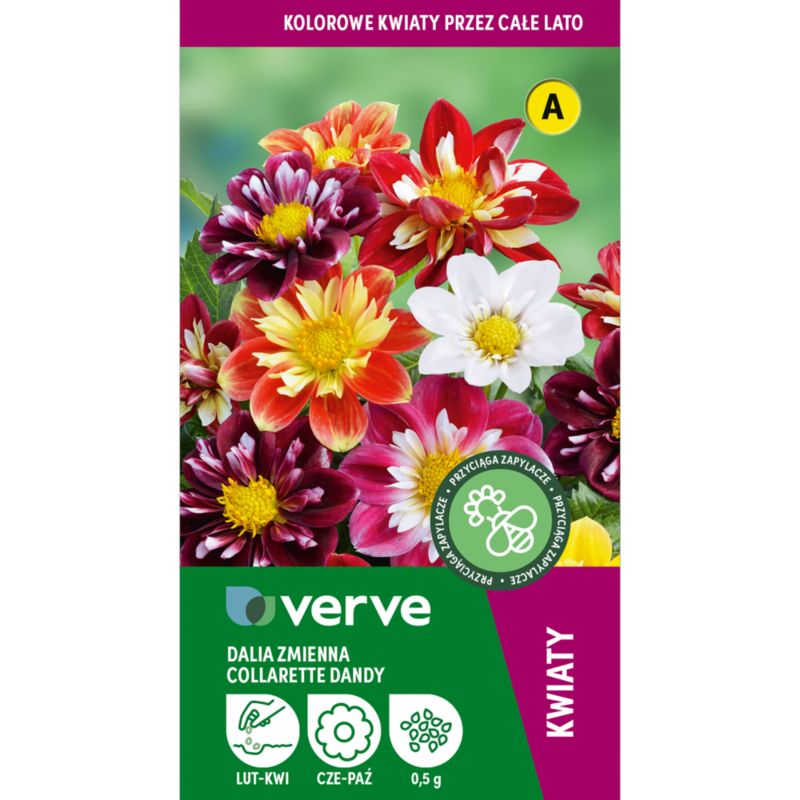 Nasiona dalia Collarette Dandy Verve